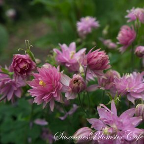 Aquilegia vulgaris - Clementine Rose - fr