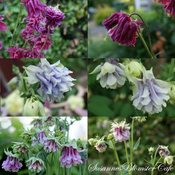 Aquilegia vulgaris Tower MIX - Fr