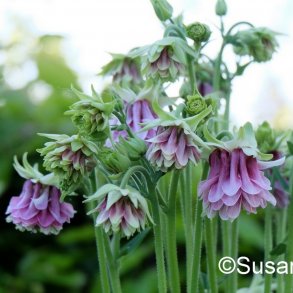 Aquilegia vulgaris Tower Light Pink - Fr