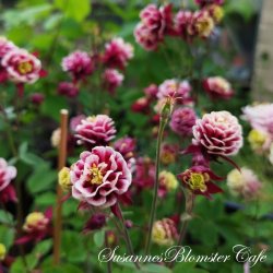Aquilegia vulgaris Winky Double Red White - fr�