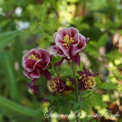 Aquilegia vulgaris Winky Double Red White - fr�