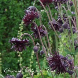Aquilegia vulgaris Black Barlow - fr