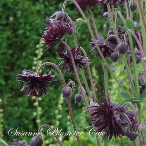 Aquilegia vulgaris Black Barlow - fr