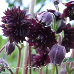 Aquilegia vulgaris Black Barlow - fr