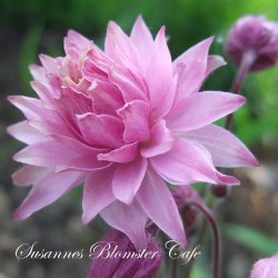 Aquilegia vulgaris - Clementine Rose - fr�