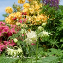 Aquilegia vulgaris Green Apples - fr