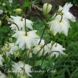 Aquilegia vulgaris Green Apples - fr