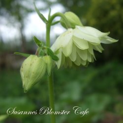 Aquilegia vulgaris plena - Lime Sorbet - fr