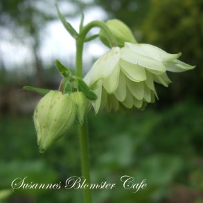 Aquilegia vulgaris plena - Lime Sorbet - fr