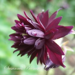 Aquilegia vulgaris Miss M.I. Huish - fr