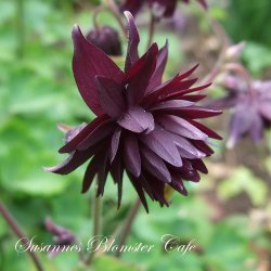 Aquilegia vulgaris Miss M.I. Huish - fr