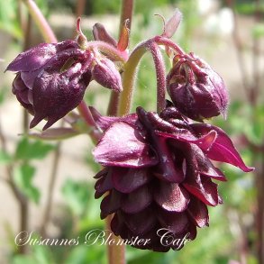 Aquilegia vulgaris - Ruby Ponpon - fr