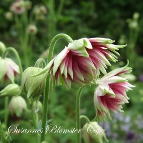Aquilegia vulgaris - Nora Barlow - fr