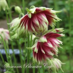 Aquilegia vulgaris - Nora Barlow - fr