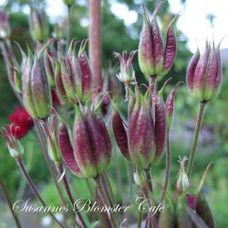Aquilegia vulgaris Ruby Barlow - fr