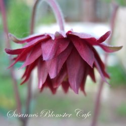 Aquilegia vulgaris Ruby Barlow - fr
