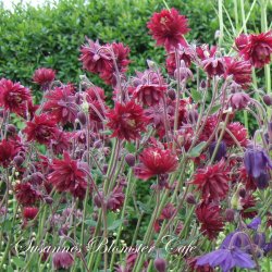 Aquilegia vulgaris Ruby Barlow - fr