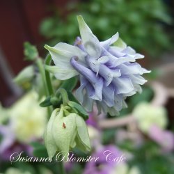 Aquilegia vulgaris Tower Light Blue - fr