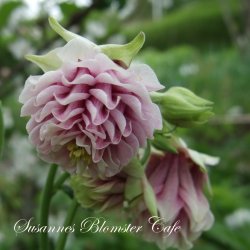 Aquilegia vulgaris Tower Light Pink - Fr