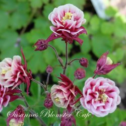 Aquilegia vulgaris Winky Double Red White - fr�