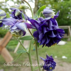 Aquilegia vulgaris vervaeneana Variegata Woodside Blue - fr