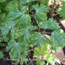Aquilegia vulgaris vervaeneana Variegata Woodside Blue - fr