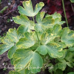 Aquilegia vulgaris vervaeneana Variegata Woodside Blue - fr