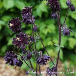 Aquilegia vulgaris Black Barlow - fr