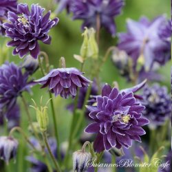 Aquilegia vulgaris - Christa Barlow - fr�