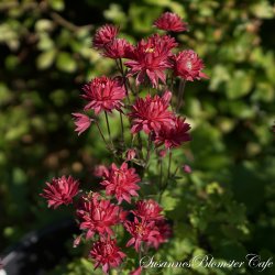 Aquilegia vulgaris - Clementine Red - fr