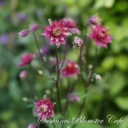 Aquilegia vulgaris - Clementine Red - fr