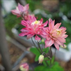 Aquilegia vulgaris - Clementine Salmon Rose - fr�