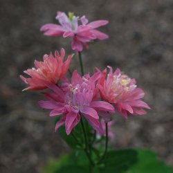 Aquilegia vulgaris - Clementine Salmon Rose - fr�