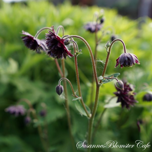Aquilegia vulgaris - Clementine Dark Purple - fr