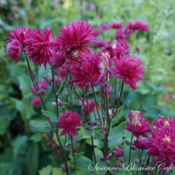 Aquilegia vulgaris - Clementine Red - fr