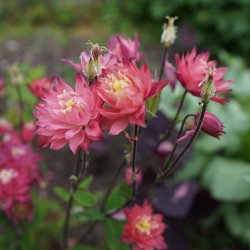 Aquilegia vulgaris - Clementine Salmon Rose - fr�