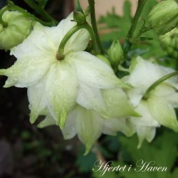 Aquilegia vulgaris Green Apples - fr