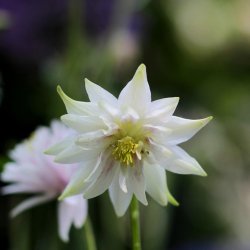 Aquilegia vulgaris plena - Lime Sorbet - fr