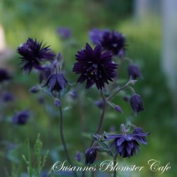 Aquilegia vulgaris Miss M.I. Huish - fr