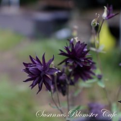 Aquilegia vulgaris Miss M.I. Huish - fr