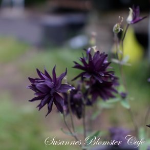 Aquilegia vulgaris Miss M.I. Huish - fr