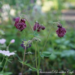 Aquilegia vulgaris - Ruby Ponpon - fr