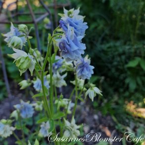 Aquilegia vulgaris Tower Light Blue - fr