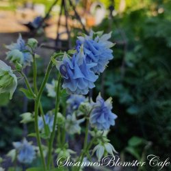 Aquilegia vulgaris Tower Light Blue - fr
