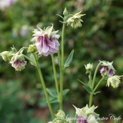 Aquilegia vulgaris Tower Light Pink - Fr