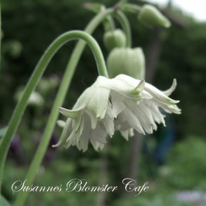 Aquilegia vulgaris - White Barlow - fr