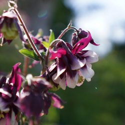 Aquilegia vulgaris William Guinness - fr