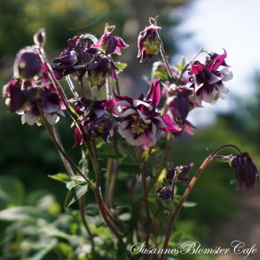 Aquilegia vulgaris William Guinness - fr