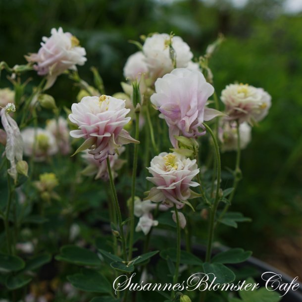 Aquilegia vulgaris Winky Double Rose White - fr