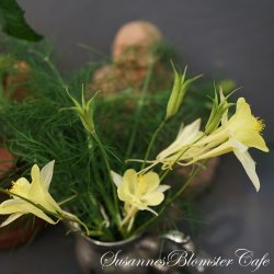 Aquilegia chrysanta Yellow Queen fr